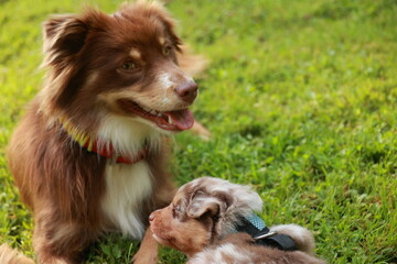 Brown and white dog is laying on the grass next to a smaller dog
