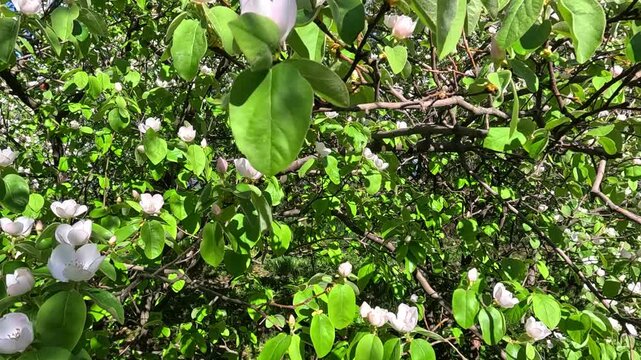 A quince tree blooming with white and pink flowers in a garden, Odessa