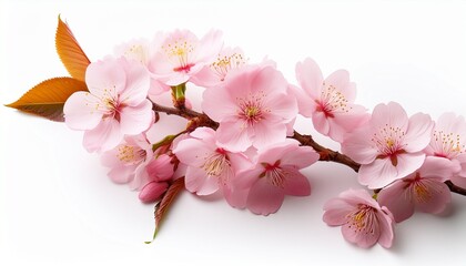 sakura flowers cherry blossom branch isolated on white