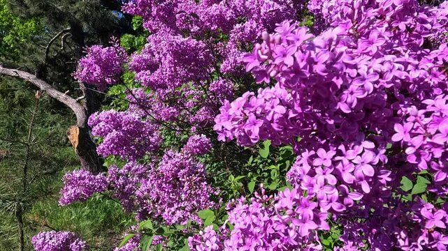 A lilac bush blooming with purple flowers in a garden, Odessa