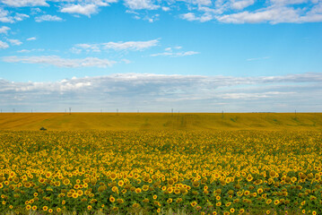 Obraz premium huge fields of sunflowers grow in Russia