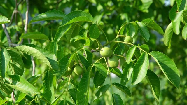Frisch gewachsene Walnussbaum Fr&uuml;chte und gr&uuml;ne Bl&auml;tter  an einem Walnuss Baum Zweig im Sommer in der Schweiz, Europ&auml;ischer Walnuss Baum, Laubbaum Juglans Regia