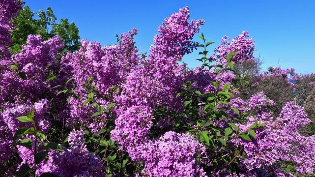 A lilac bush blooming with purple flowers in a garden, Odessa