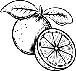 Hand-Drawn Orange Fruit and Slice with Leaves – Vintage Vector Illustration