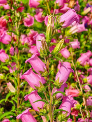 Vibrant Pink Bellflower Blooming in Sunlit Meadow, Capturing Nature's Elegance with Delicate Petals and Lush Green Foliage, Perfect for Spring Garden Decor and Botanical Art Inspirations