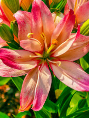 Close-Up of a Pink and White Asiatic Lily in Full Bloom, Showcasing Delicate Petals and Vibrant Colors, Perfect for Floral Art, Gardening, and Nature Photography Themes