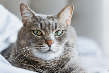 Portrait of a grey tabby cat with green eyes lying on a bed