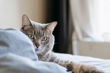 Portrait of a grey tabby cat with green eyes lying on a bed