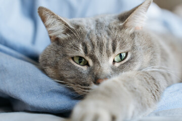Close-up of a grey tabby cat with green eyes resting on a blue surface, looking calm in a cozy...