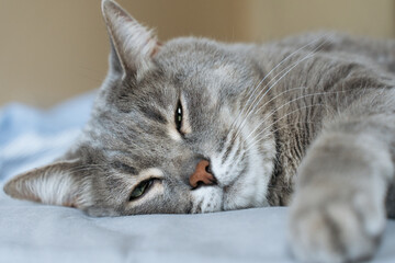 Close-up of a gray tabby cat peacefully sleeping on a bed, stretched out with relaxed paws and eyes...