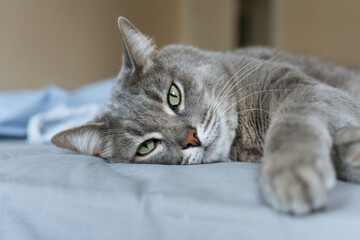 Close-up of a grey tabby cat with green eyes resting on a blue surface, looking calm in a cozy...