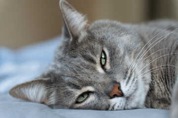 A gray tabby cat lying on a bed, appearing tired or unwell. Its half-closed eyes and relaxed...