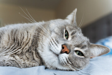 Close-up of a grey tabby cat with green eyes resting on a bed