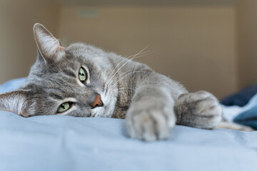 Close-up of a grey tabby cat with green eyes resting on a blue surface, looking calm in a cozy...