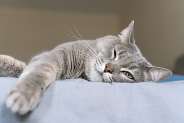 Close-up of a gray tabby cat peacefully sleeping on a bed, stretched out with relaxed paws and eyes...