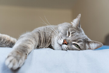 Close-up of a gray tabby cat peacefully sleeping on a bed, stretched out with relaxed paws and eyes half-closed.