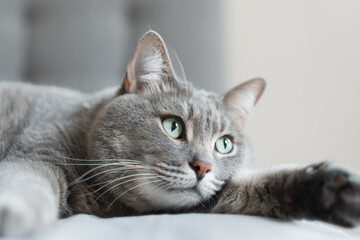 Close-up of a relaxed grey tabby cat lying on a soft surface with wide green eyes, creating a calm...