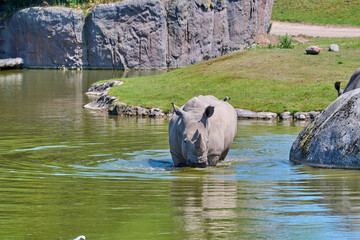 white rhino in water