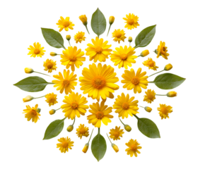 Healing Home Decor with Arnica Flower Accent