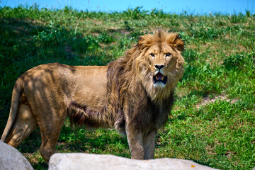 lion in the zoo