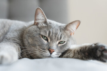 Close-up of a gray tabby cat peacefully sleeping on a bed, stretched out with relaxed paws and eyes half-closed.