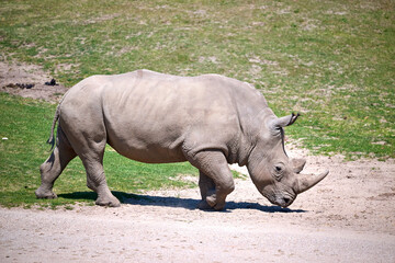 Obraz premium white rhino in zoo