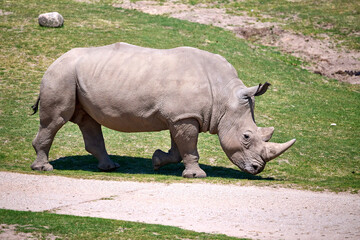 Obraz premium rhino in the zoo