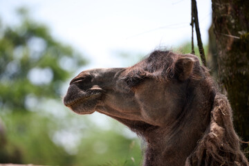 portrait of a camel