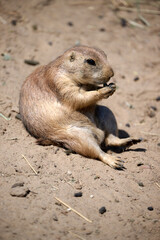 prairie dog eating