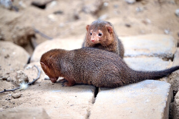 meerkat in the zoo