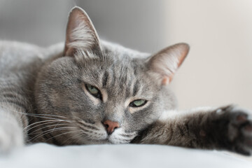 A gray tabby cat lying on a bed, appearing tired or unwell. Its half-closed eyes and relaxed...