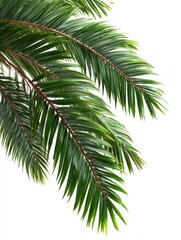 Naklejka premium palm leaves png isolated on white background