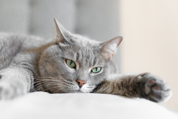 Close-up of a relaxed grey tabby cat lying on a soft surface with wide green eyes, creating a calm...