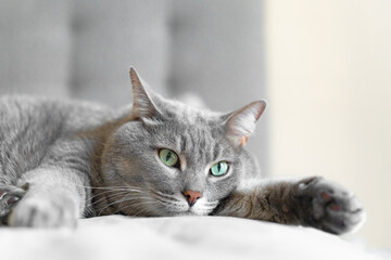 Close-up of a relaxed grey tabby cat lying on a soft surface with wide green eyes, creating a calm...