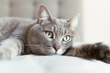 Close-up of a relaxed grey tabby cat lying on a soft surface with wide green eyes, creating a calm...