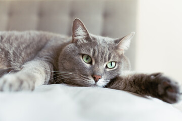 Close-up of a relaxed grey tabby cat lying on a soft surface with wide green eyes, creating a calm...
