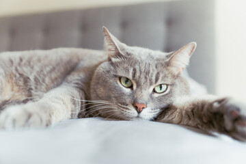 Close-up of a relaxed grey tabby cat lying on a soft surface with wide green eyes, creating a calm...