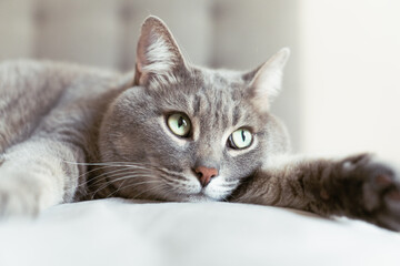 Close-up of a relaxed grey tabby cat lying on a soft surface with wide green eyes, creating a calm...