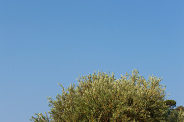 Tree branch with leaves against blue sky. Summer background with copy space