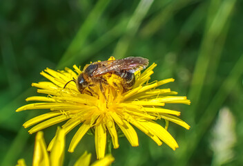 Macro photo of wild bee covered with pollen on dandelion flower. Biodiversity, pollinators, ecosystem balance