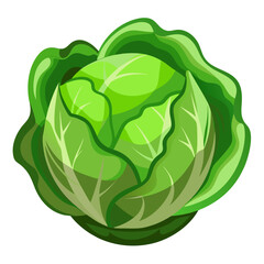 Fresh green cabbage vegetable illustration for healthy eating and cooking recipes design element