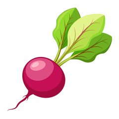 Illustration of fresh radish vegetable with green leaves for healthy eating and cooking ideas