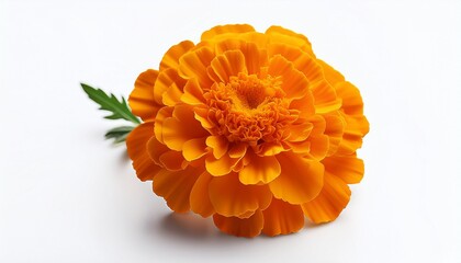 clean marigold or tagetes erecta flower remoted on white background with full intensity of subject