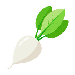 Illustration of fresh white turnip with green leaves, healthy vegetable, root crop image art