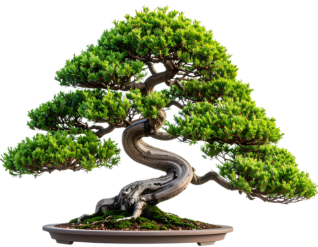 . Hyper-realistic garden sprig of bonsai tree, pastel tones, transparent background  