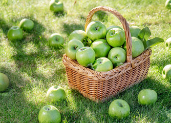Ripe green apples in a wicker basket on the green lawn in the orchard close up, front view.