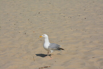 Seagull walking on sand at seaside, full body view, natural light