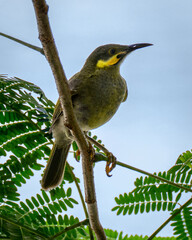 A tropical bird in Samoa rests on a branch
