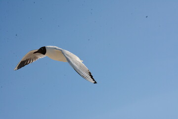 Black-headed gull flying in the clear blue sky with wings spread wide, graceful motion captured against a clean, minimalistic background