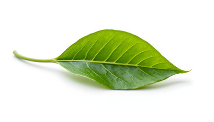 Fresh Green Leaf Isolated on White Background for Nature Concepts